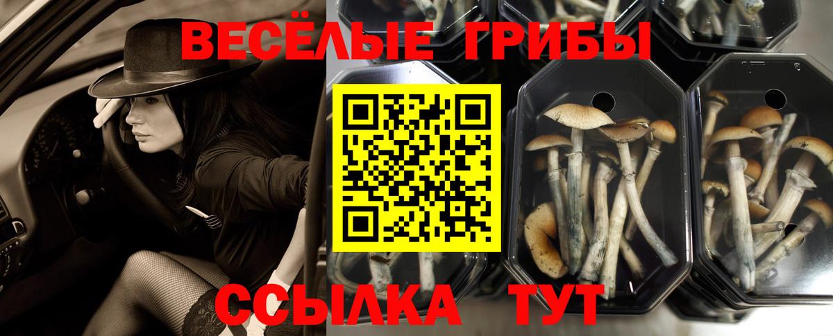 Галлюциногенные грибы Psilocybine cubensis Апшеронск